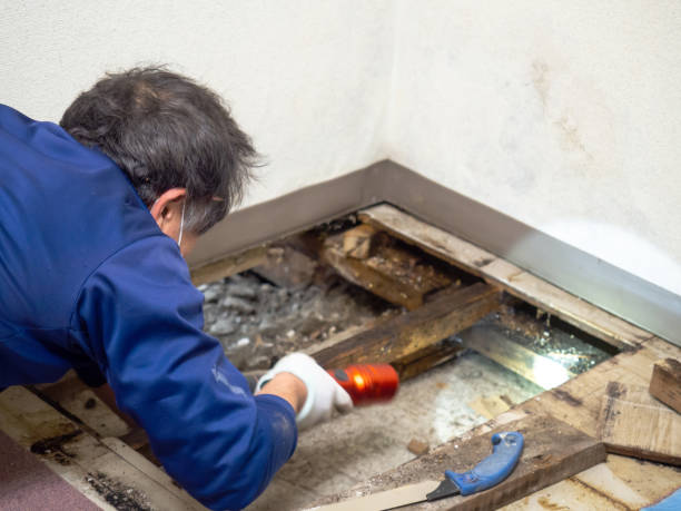Best Residential Mold Removal  in Brighton, TN