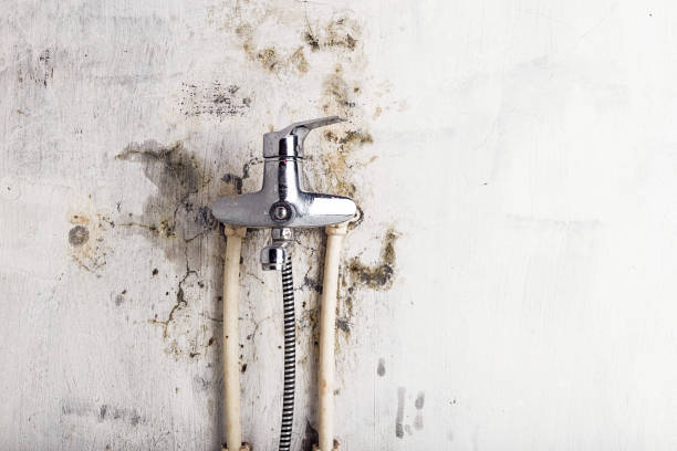 Home Mold Removal in Brighton, TN