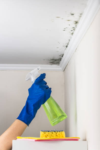 Crawl Space Mold Removal in Brighton, TN