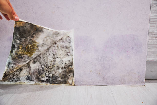 Mold Testing and Removal in Brighton, TN